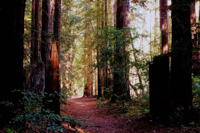 Redwoods